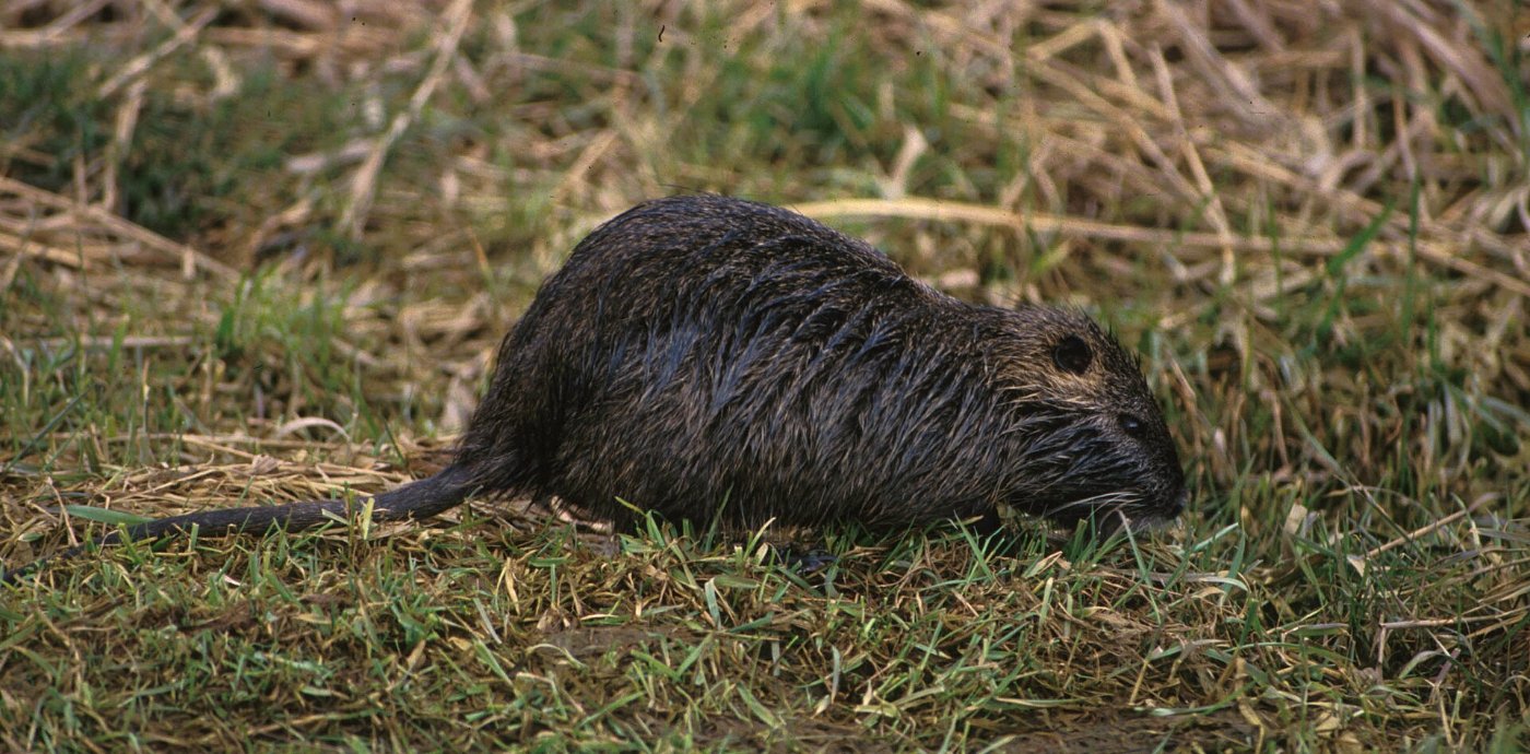 A wet nutria on the grass at the edge of the water